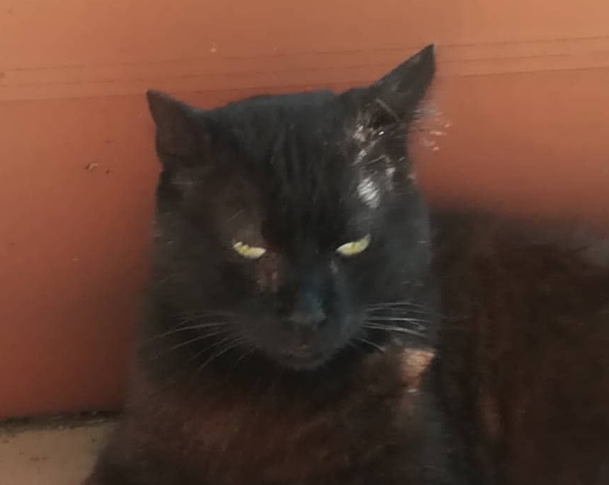 Zorro